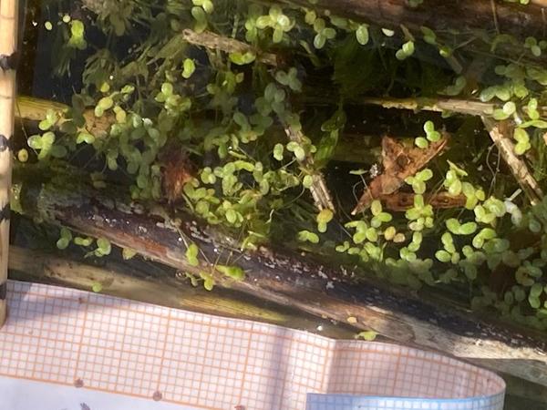 Des lentilles ? oui mais laquelle...