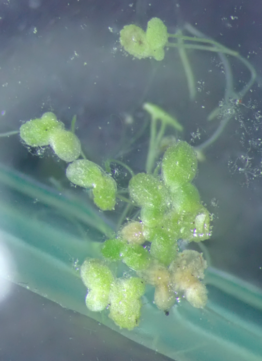 <p>Bonjour, voici une nouvelle photo prise ex situ mais d'une plante venant exactement du même endroit. La ou les nervures ne semblent pas très cla...