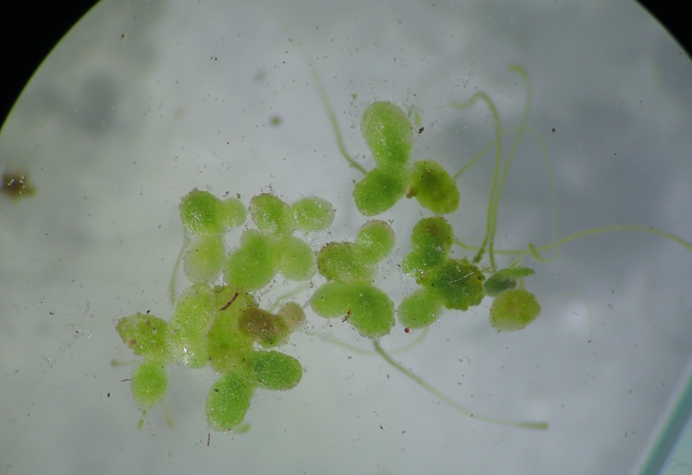 <p>Idem. Une alien d'eau douce ?<br></p><p>Si il s'agit bien de <em>Lemna minuta</em>, est-il possible de créer une fiche DORIS pour cette espèce i...
