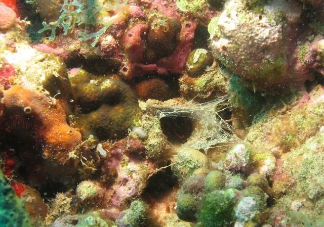 <p><strong>Mystérieuse Mygale Marine Martiniquaise (2)<br /></strong><br />Sur cette unique photo on devine un truc rougeâtre à l'entrée du tunnel...