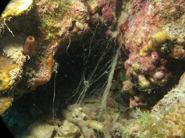 <p><strong>Mystérieuse Mygale Marine Martiniquaise (3)</strong><br />Autre bizarrerie qui n'a peut-être rien à voir : à l'entrée de ce trou pendait...