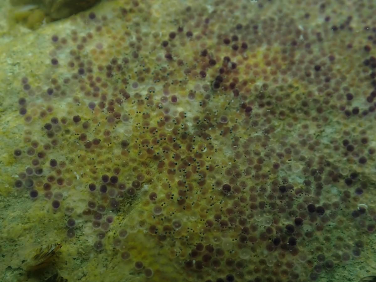 Des œufs de poissons 