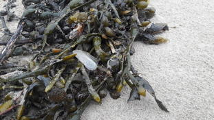 Des vélelles sur le littoral dunkerquois ?