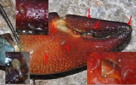 Des "vers" sous la pince d'une écrevisse