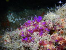 Des violettes sous l'eau. Quelqu'un saurait-il de quel organisme il s'agit ??? Merci d'avance. 