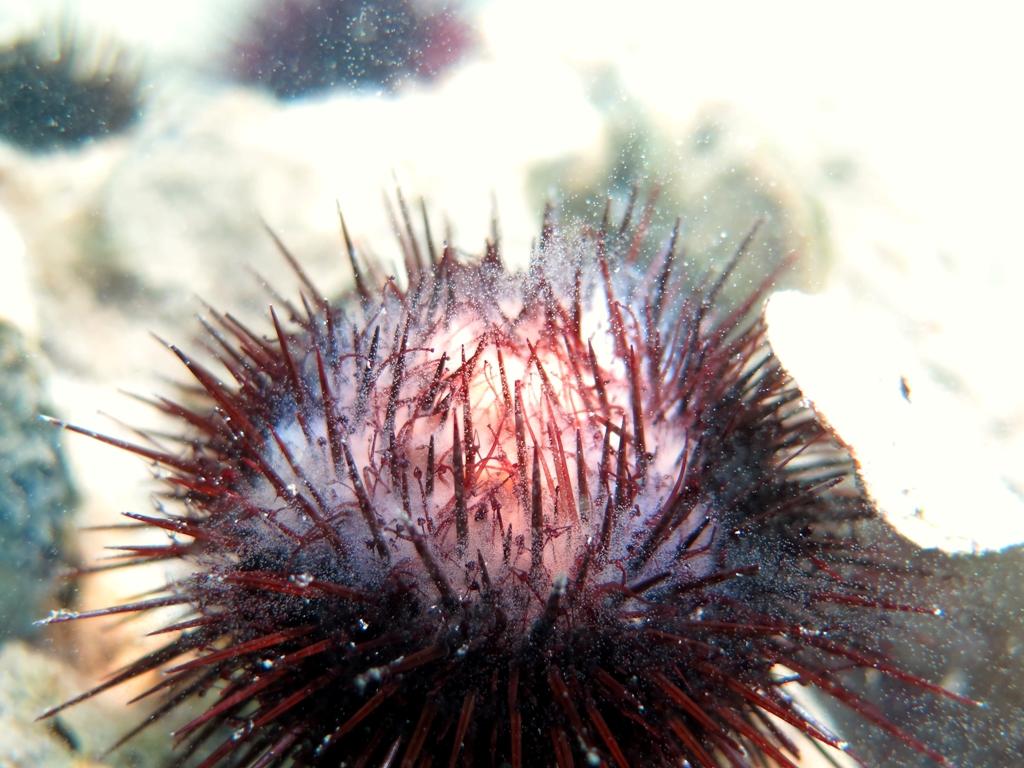 Détermination du sexe de Paracentrotus lividus lors de la reproduction