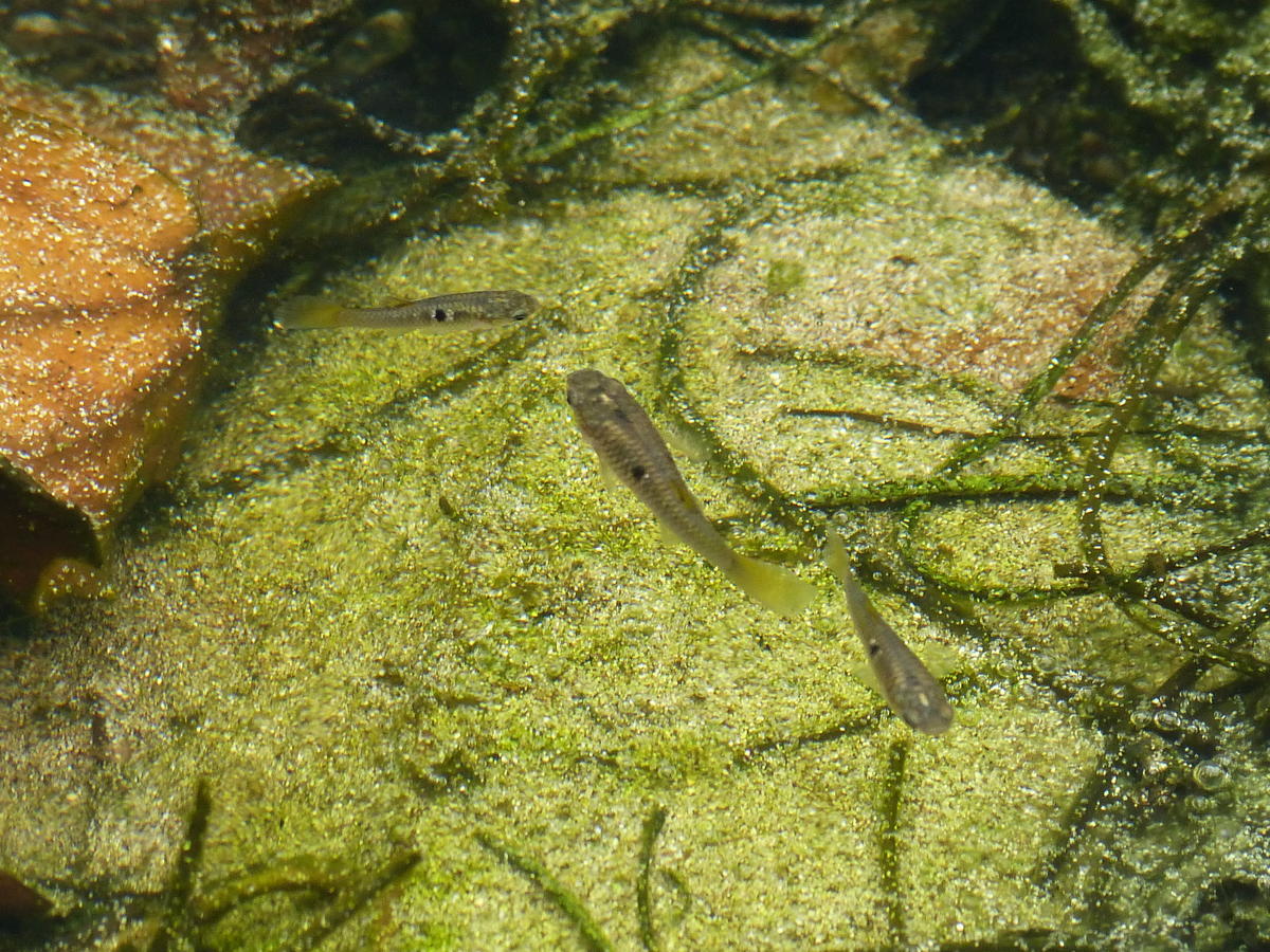 Détermination petit poisson de Martinique