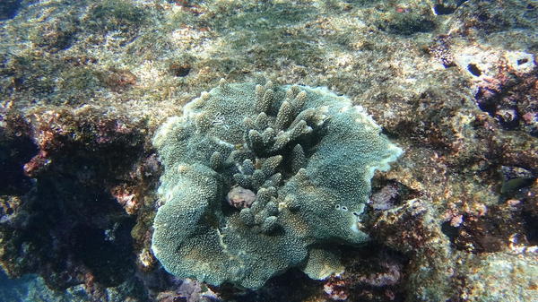 Deux espèces de coraux encroutants et branchus à la fois ?