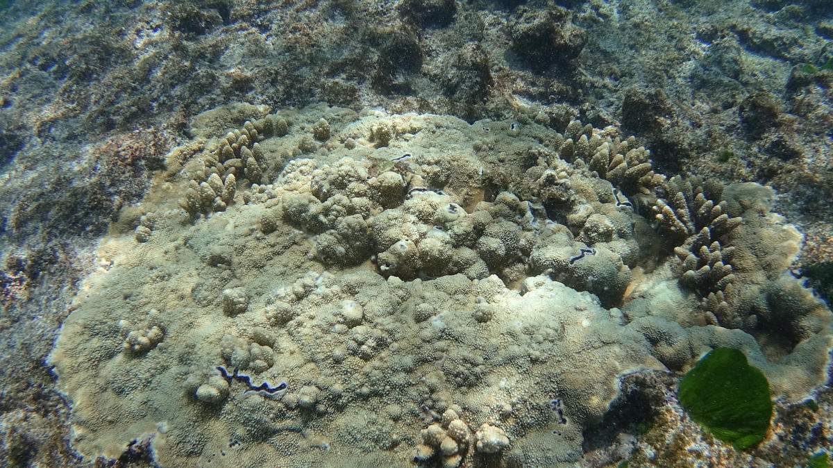 <p>Un autre corail avec les mêmes caractéristiques, à une dizaine de mètres de la précédente photo</p>