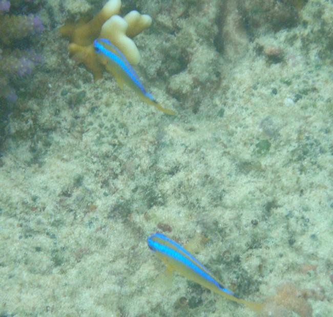 Deux petits poissons