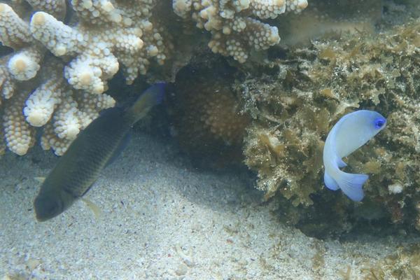 Deux poissons à identifier - Mayotte (ilot de sable blanc du Nord)