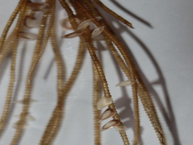 <p>C'était mes débuts en biologie et je ne maitrisais pas encore la profondeur de champs : la nouvelle photo n'est pas vraiment plus nette. Merci d...