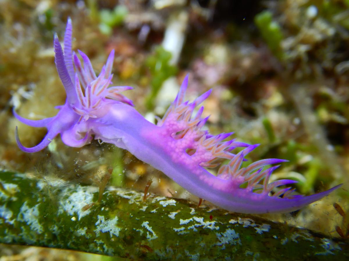 Deux questions. ce sont les oeufs que l'on vont à l'intérieur de l'animal ??? s'agit-il d'une coryphelle mauve ou d'une flabelline mauve. 