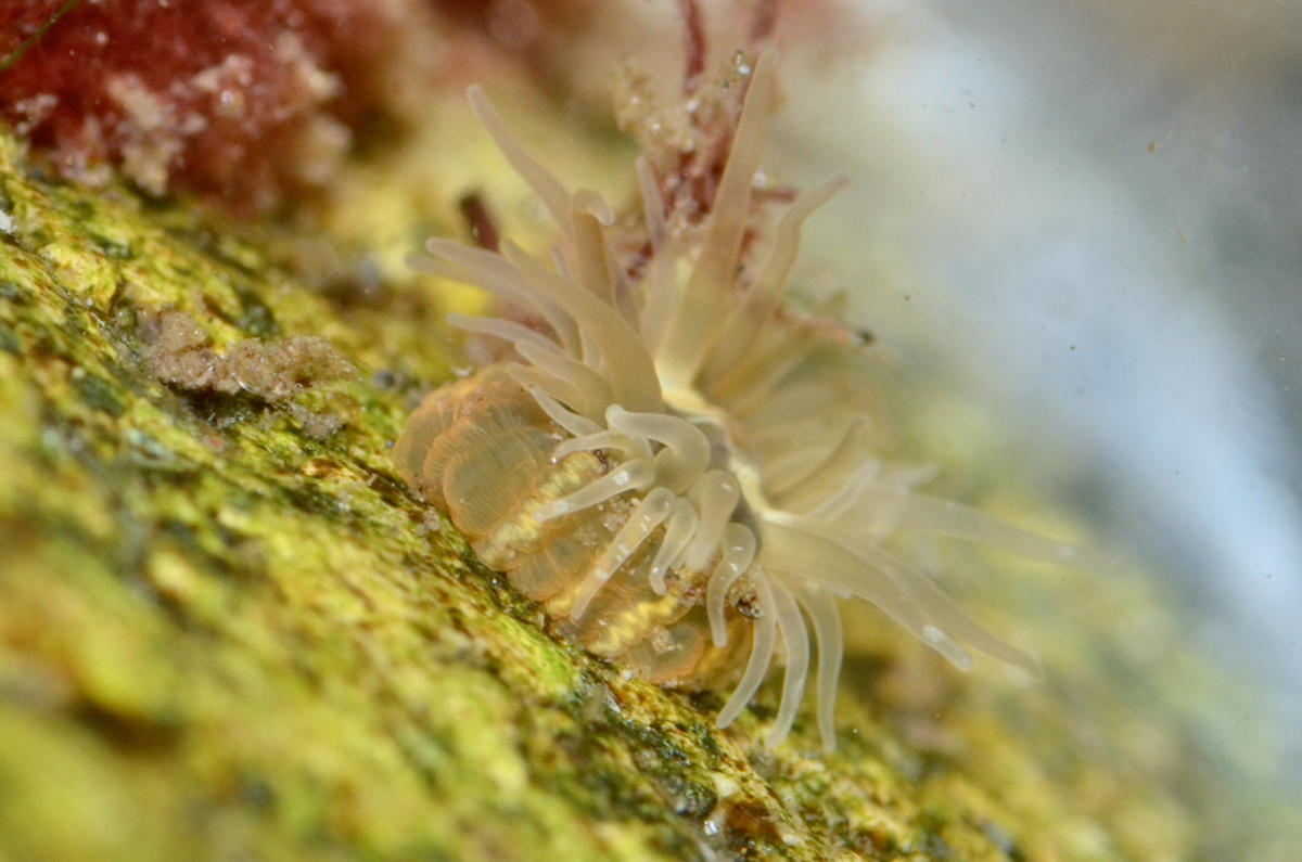 Diadumene lineata ? à Saint-Pierre et Miquelon