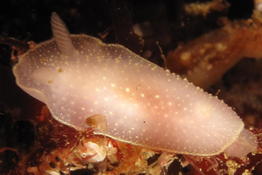diaphorodoris alba ?