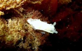 diaphorodoris?