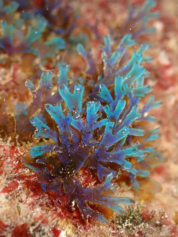 Dictyota cyanoloma ou Dictyota dichotoma ?