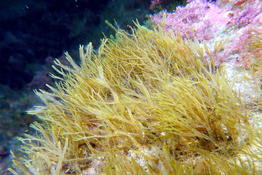 Dictyote en Corse