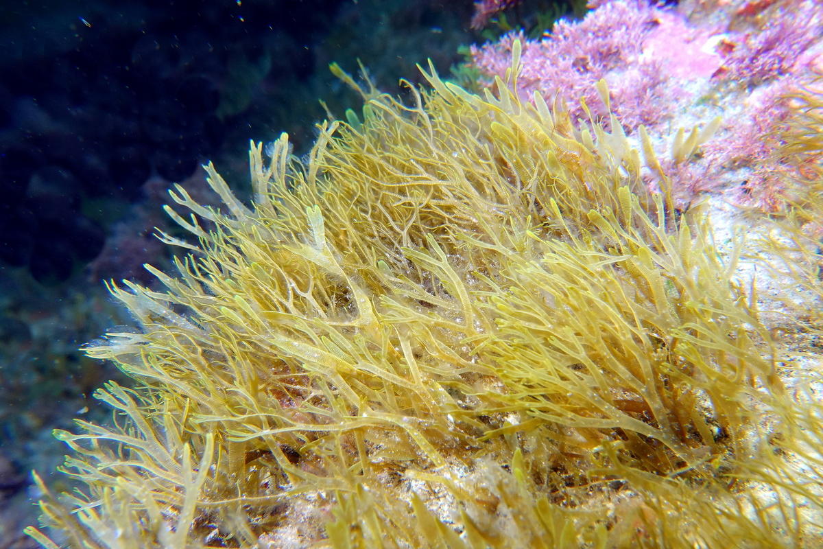 Dictyote en Corse