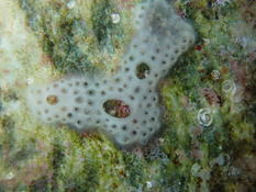 Didemnidae en Corse