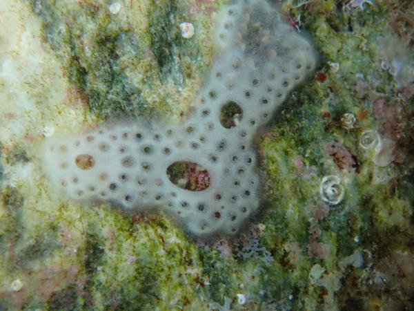 Didemnidae en Corse