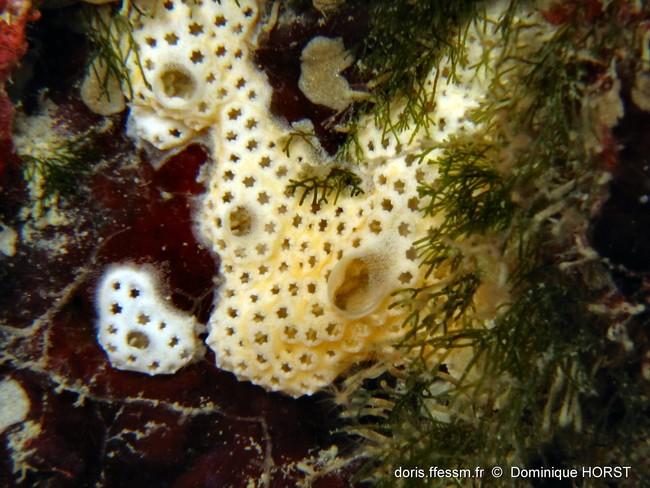 du coup j'ai un doute sur celui-ci que j'ai identifié comme <em>Polysyncraton bibolatum</em> ?<br />Est-ce que c'est l'espèce qui s'en rapporche le...