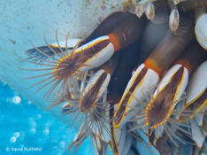 Différentes expèces de Pousse-pied?