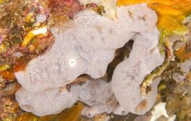 Diplosoma spongiforme ?
