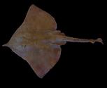 Dipturus sp