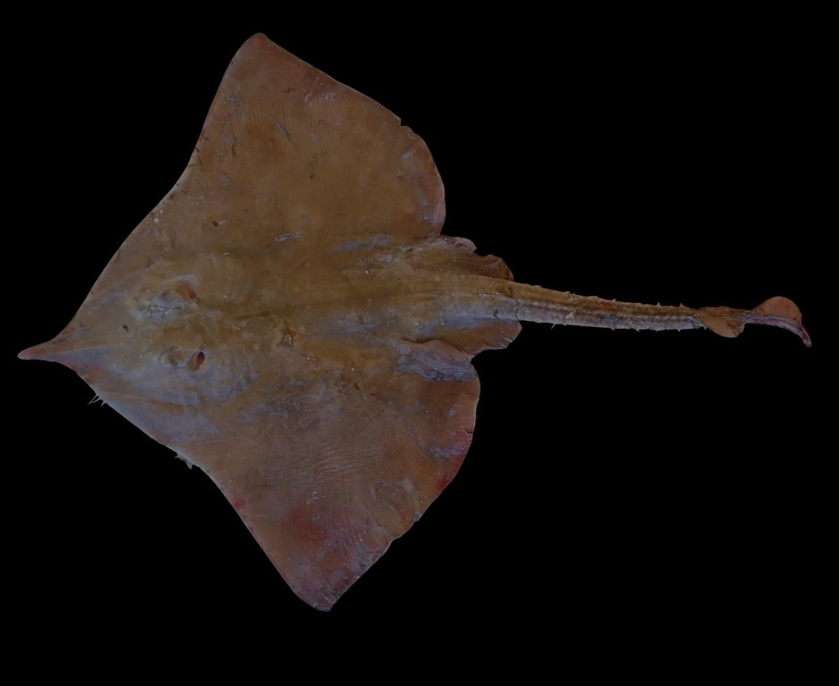 Dipturus sp
