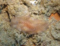 Discocelis tigrina atlantique et son comportement