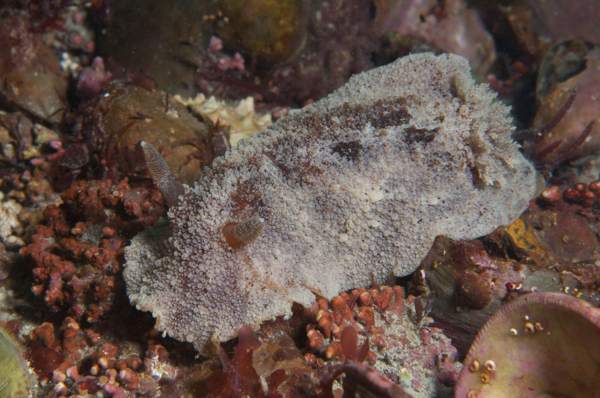 Discodoris stellifera ou Geitodoris planata ?