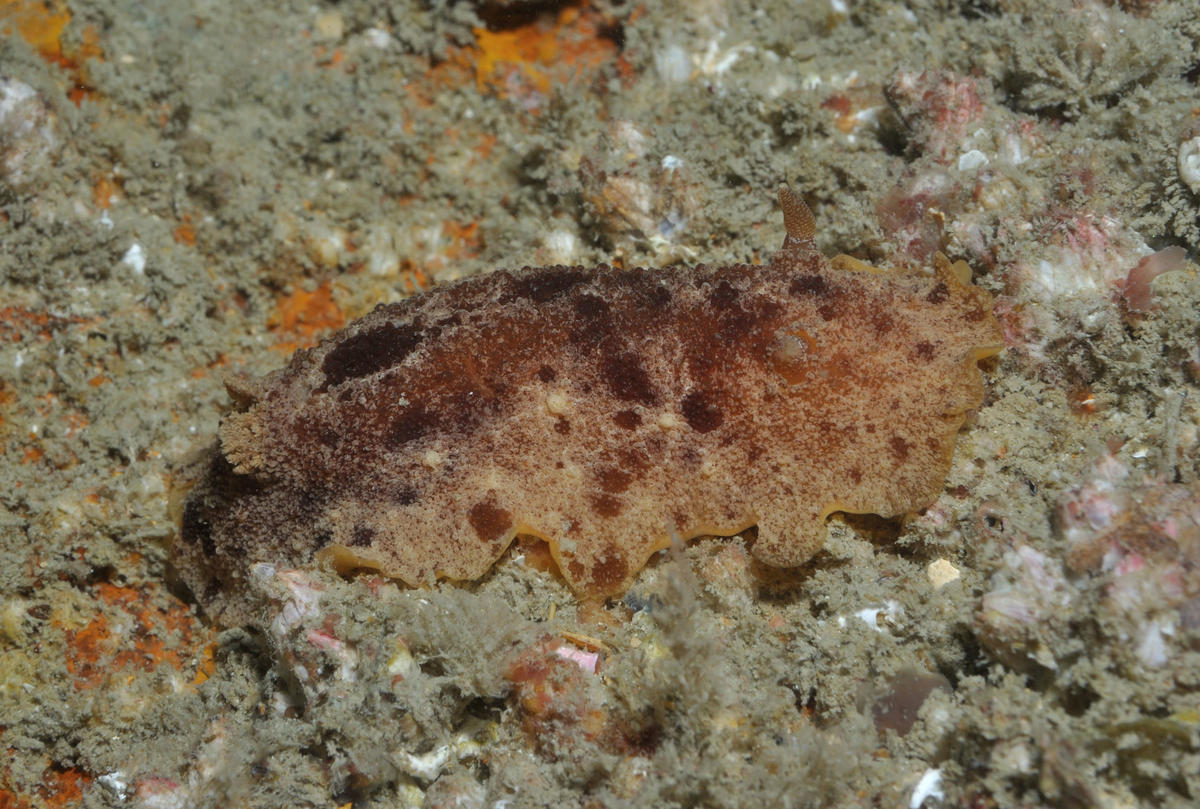 <p>Merci Marina.   Voici un autre individu que j'avais identifié comme étant un <em>Geitodoris planata</em> et qui porte également des taches noire...