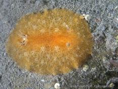 Discodoris stellifera ?