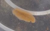Discodoris tigrina ?
