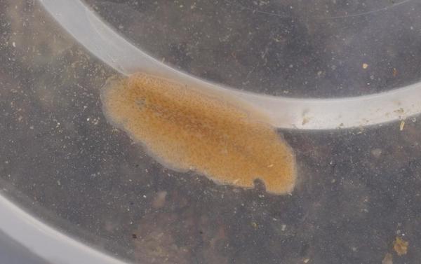 Discodoris tigrina ?
