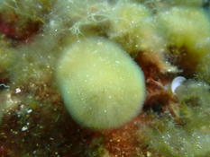 Discosporangium ?