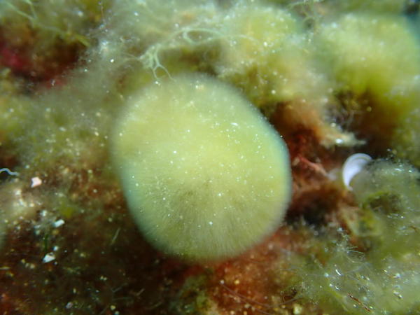 Discosporangium ?