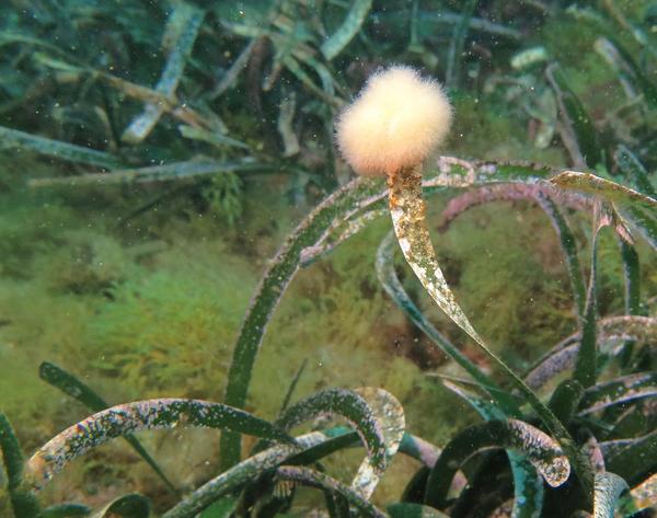 Discosporangium mesarthrocarpum ?