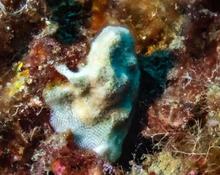 Disporella neapolitana ?