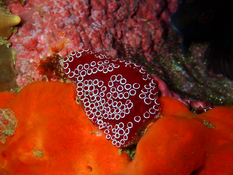 Distaplia bermudensis?