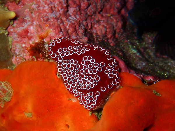 Distaplia bermudensis?