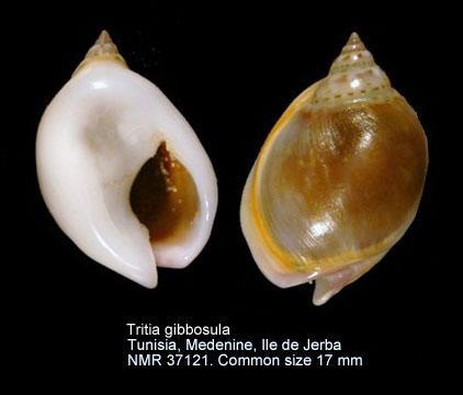 Distribution de Tritia gibbosula (Nassarinae) 