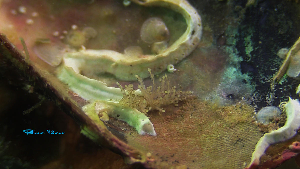 Dit zou Eubranchus vittatus moeten zijn naam is nu verandert in Capellinia Vittata 