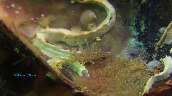 Dit zou Eubranchus vittatus moeten zijn naam is nu verandert in Capellinia Vittata 