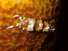 Dondice occidentalis or Phidiana lynceus?