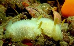 Doridien - Acanthodoris