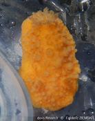 Doridien orange