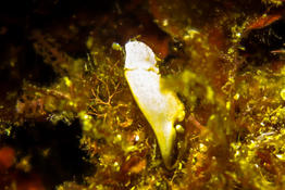 Doris à identifier