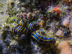 Doris bleus mais lesquels : Felimare picta ? cantabrica ? ou fontandraui ?